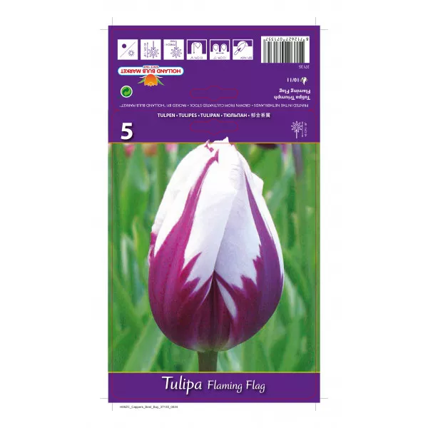 Tulipány Triumph Flaming Flag
