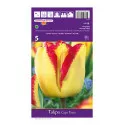 Tulipány Cape Town