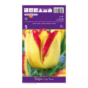 Tulipány Cape Town
