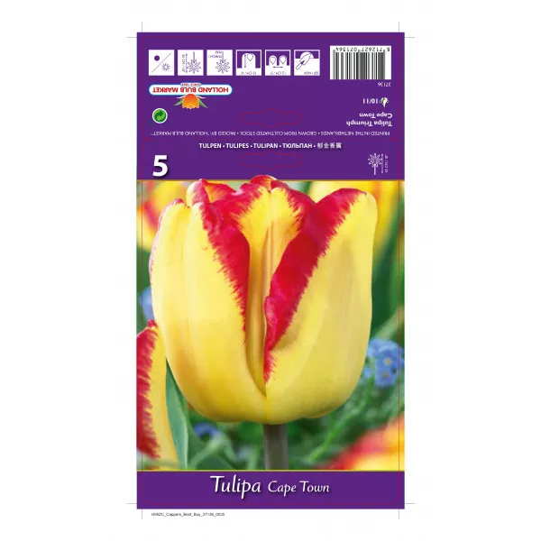 Tulipány Cape Town