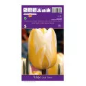 Tulipány Darwin Jaap Groot
