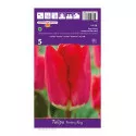 Tulipány Darwin Fostery King