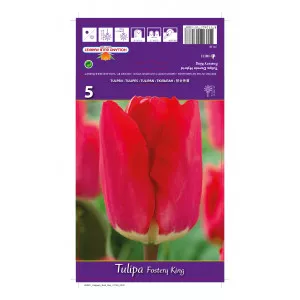 Tulipány Darwin Fostery King