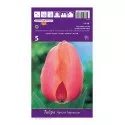 Tulipány Darwin Apricot Impression