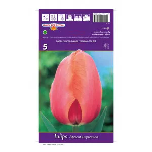 Tulipány Darwin Apricot Impression