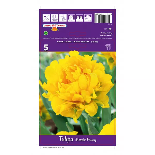 Tulipány plnokvetý Monte Peony