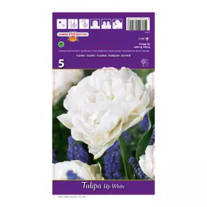 Tulipány plnokvetý Up White