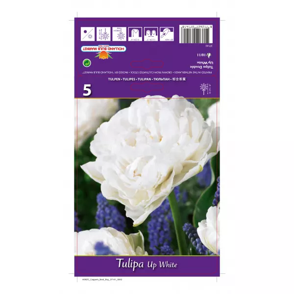 Tulipány plnokvetý Up White
