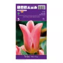 Tulipány Fosteriana Purissima Albert Heyn