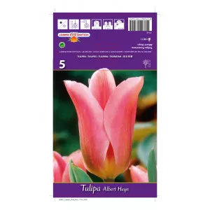 Tulipány Fosteriana Purissima Albert Heyn