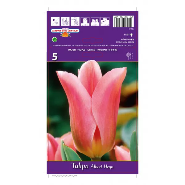 Tulipány Fosteriana Purissima Albert Heyn