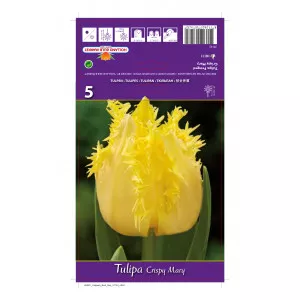 Tulipány strapatený Crispy Mary