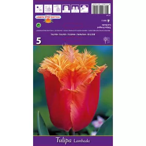 Tulipány strapatený Lambada