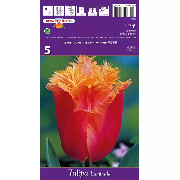 Tulipány strapatený Lambada