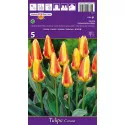 Tulipány Kaufmanniana Corona