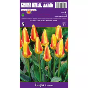 Tulipány Kaufmanniana Corona