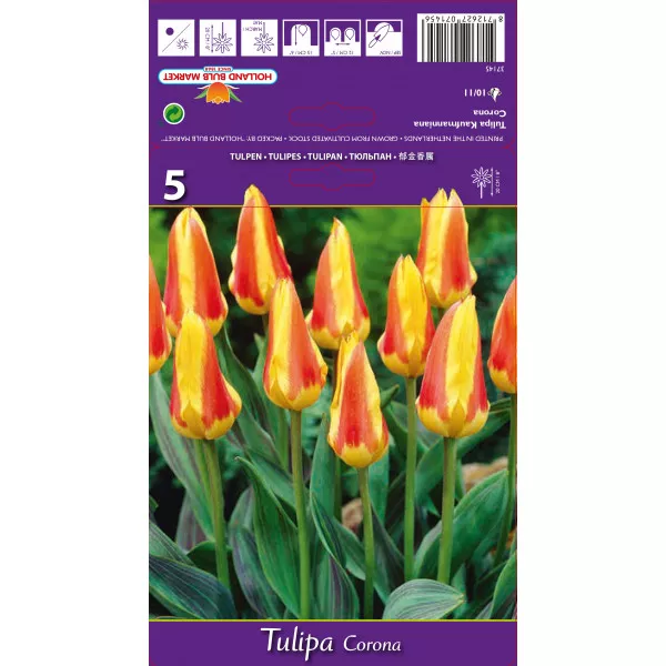 Tulipány Kaufmanniana Corona
