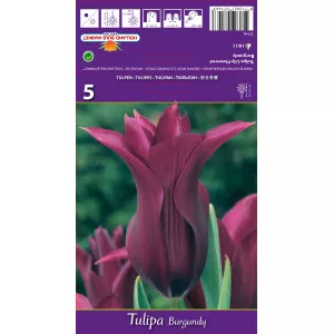 Tulipány ľaliovitý Burgundy