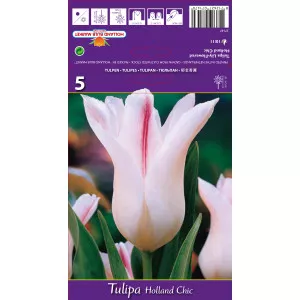Tulipány ľaliovitý Holland Chic