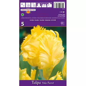 Tulipány papagájový Yoko Parrot