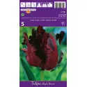 Tulipány papagájový Black Parrot
