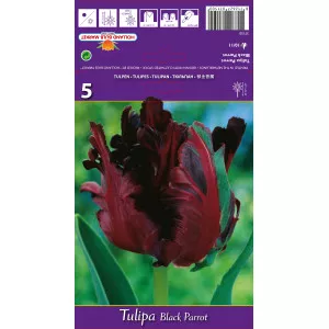 Tulipány papagájový Black Parrot