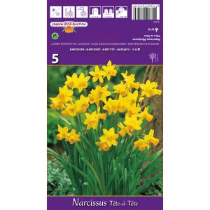 Narcis zakrslý Tête-à-Tête