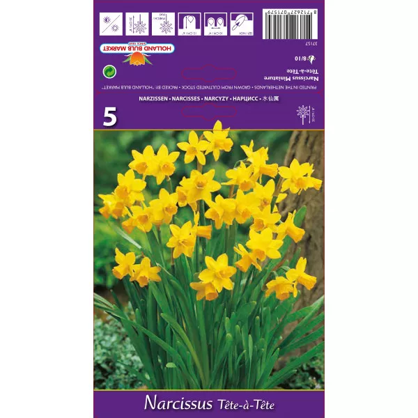 Narcis zakrslý Tête-à-Tête
