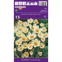 Krokus botanický Cream Beauty