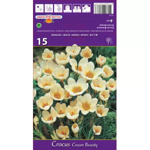 Krokus botanický Cream Beauty