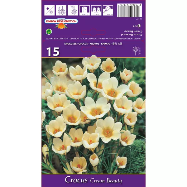Krokus botanický Cream Beauty