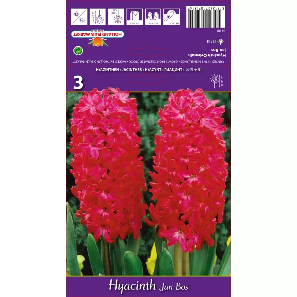 Hyacint Jan Bos