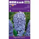 Hyacint Delft Blue