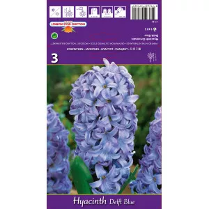 Hyacint Delft Blue