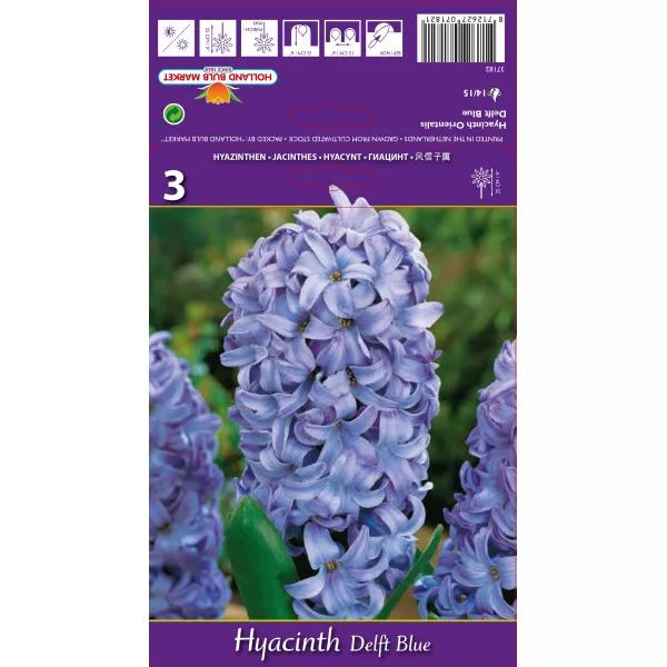 Hyacint Delft Blue