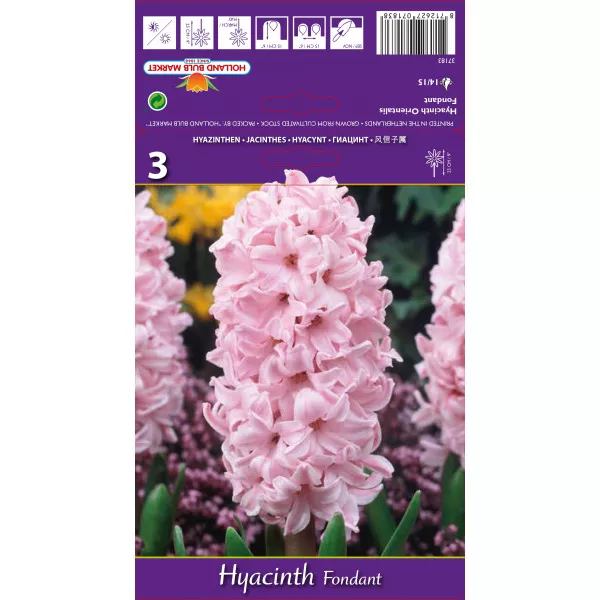 Hyacint Fondant