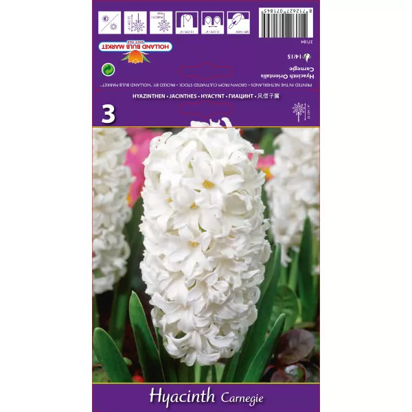 Hyacint Carnegie