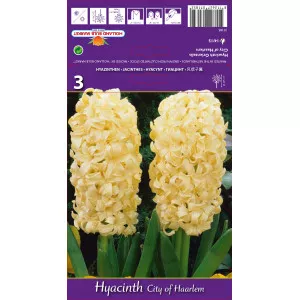 Hyacint City of Haarlem