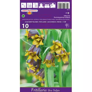 Cisársky tulipán (Fritillaria) Uva vulpis