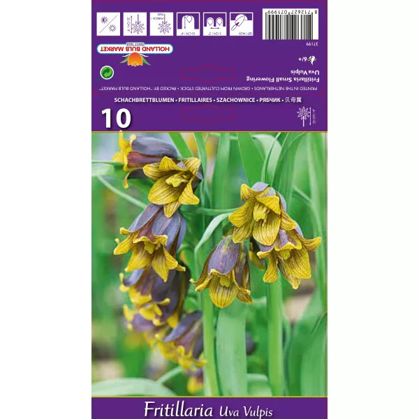 Cisársky tulipán (Fritillaria) Uva vulpis