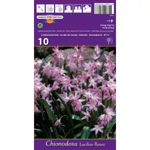 Snežienkovec luciliae Rosea