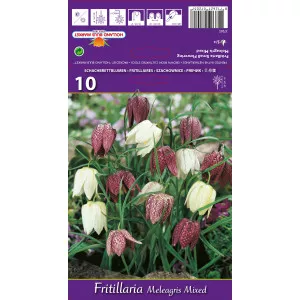 Cisársky tulipán (Fritillaria) Meleagris mix multicolor