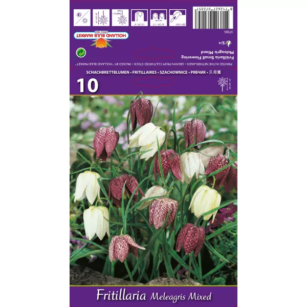 Cisársky tulipán (Fritillaria) Meleagris mix multicolor