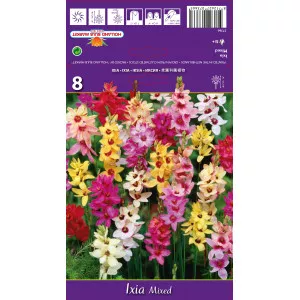 Ixia viacfarebná zmes