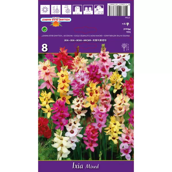 Ixia viacfarebná zmes