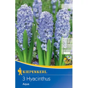 Hyacint Aqua