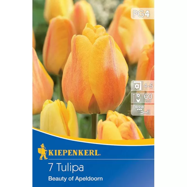 Tulipány Beauty of Apeldoorn