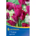 Tulipány Night Club
