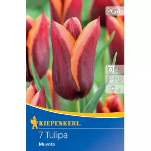 Tulipány Muvota