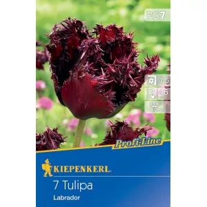 Tulipány Labrador